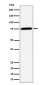 PPM1G Antibody